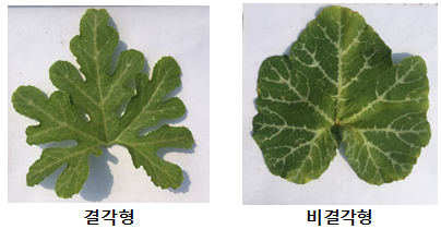<br>동양계 호박의 결각형·비결각형 잎 비교.<br>잎 가장자리가 깊게 갈라진 결각형은 잎 사이 겹침과 그늘 줄이고 통풍에 유리해 밀식 재배용 품종 개발에 활용 가치가 크다.<br><br><br> 동양계 호박의 결각형·비결각형 잎 비교. <br>잎 가장자리가 깊게 갈라진 결각형은 잎 사이 겹침과 그늘을 줄이고 통풍에 유리해 밀식 재배용 품종 개발에 활용 가치가 크다.<br>